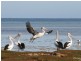 Lot 98 Old Horse Tramway Court, Moonta Bay SA 5558