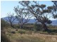 LOT 887 QUORN ROAD, Stirling North SA 5710