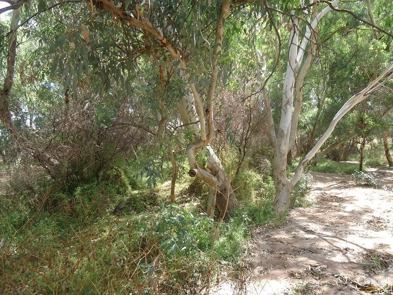 11 Muster Drive, Napperby SA 5540