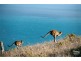 62 SEAVIEW AVENUE, Wirrina Cove SA 5204
