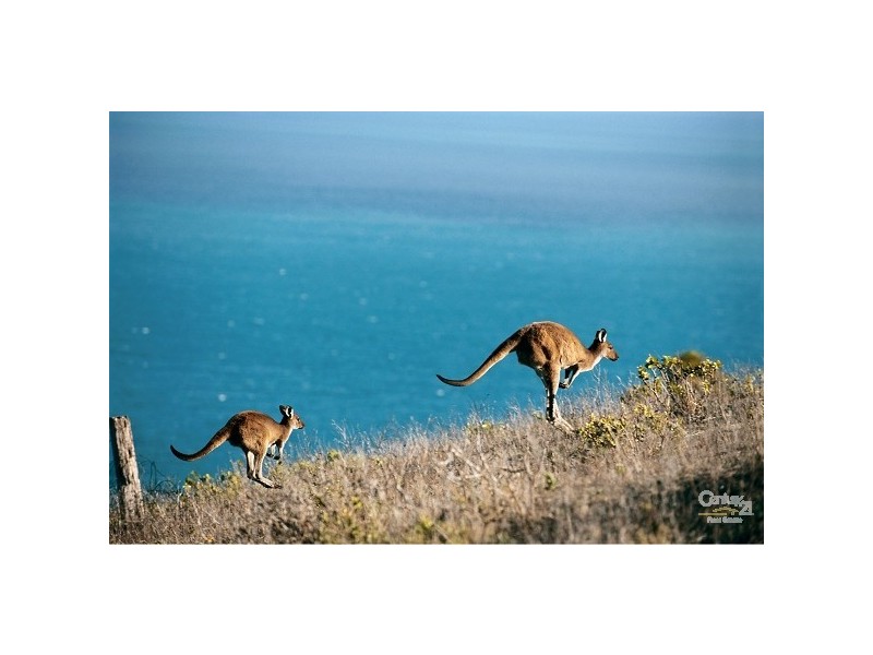 62 SEAVIEW AVENUE, Wirrina Cove SA 5204