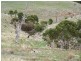 Lot 38 Pyne Hill Road, Wattle Flat SA 5203
