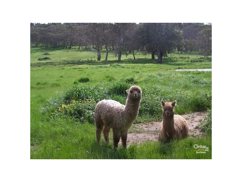 Lot 20 Dairy Flat Road, Hay Flat SA 5204