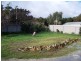 17 Carrickalinga Road, Normanville SA 5204