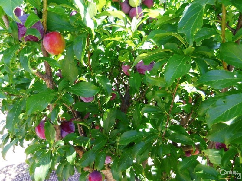 17 Katherine Drive, Normanville SA 5204