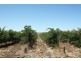 Lot 792 Main South Road, Aldinga SA 5173