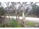 37 Acacia Terrace, Aldinga Beach SA 5173