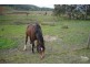 Lots 53 & 54 Wild Dog Creek Road, Wattle Flat SA 5203