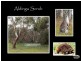14 Jade Loop, Aldinga Beach SA 5173