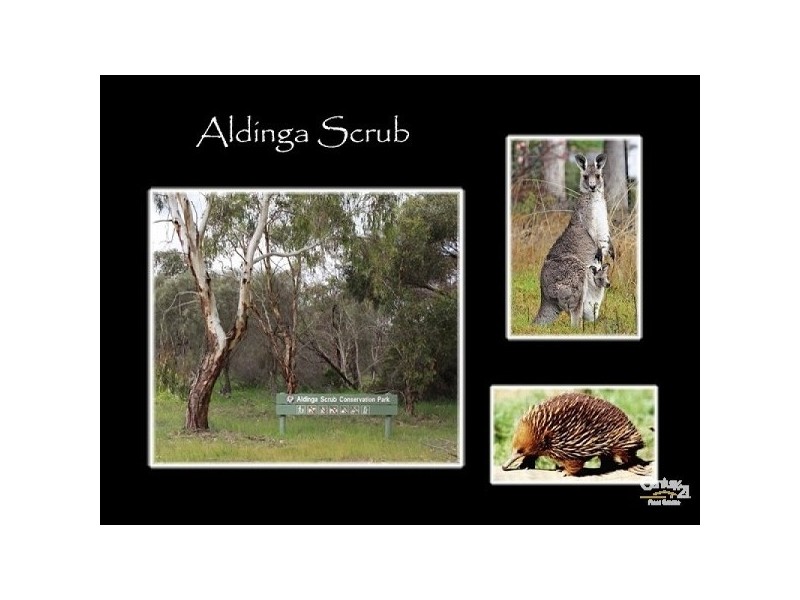 13 Halcyon Circuit, Aldinga Beach SA 5173