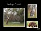 104 Emerald Boulevard, Aldinga Beach SA 5173