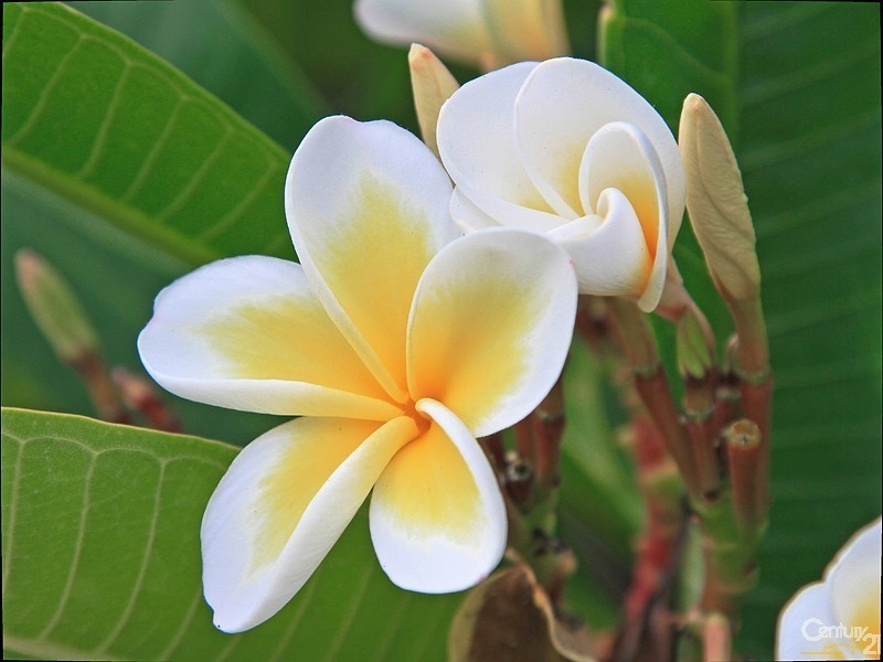 4 Herrick Street, Sellicks Beach SA 5174