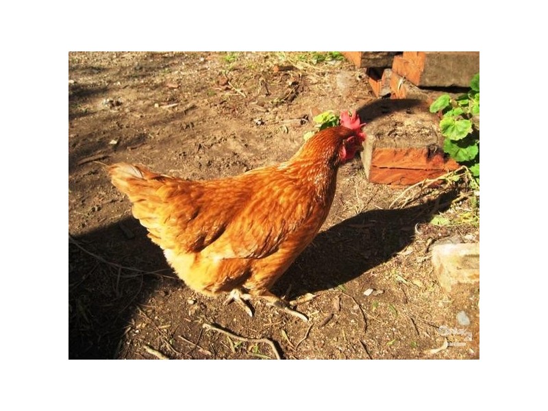 24 Old Coach Road, Aldinga SA 5173