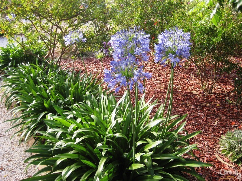 1 Robert Street, Sellicks Beach SA 5174