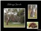 28 Symonds Street, Aldinga Beach SA 5173