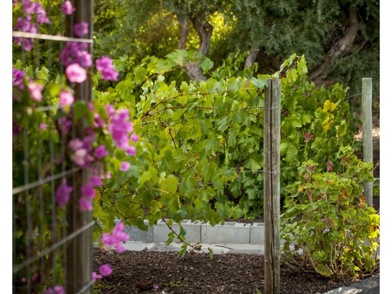 53 Acacia Terrace, Aldinga Beach SA 5173