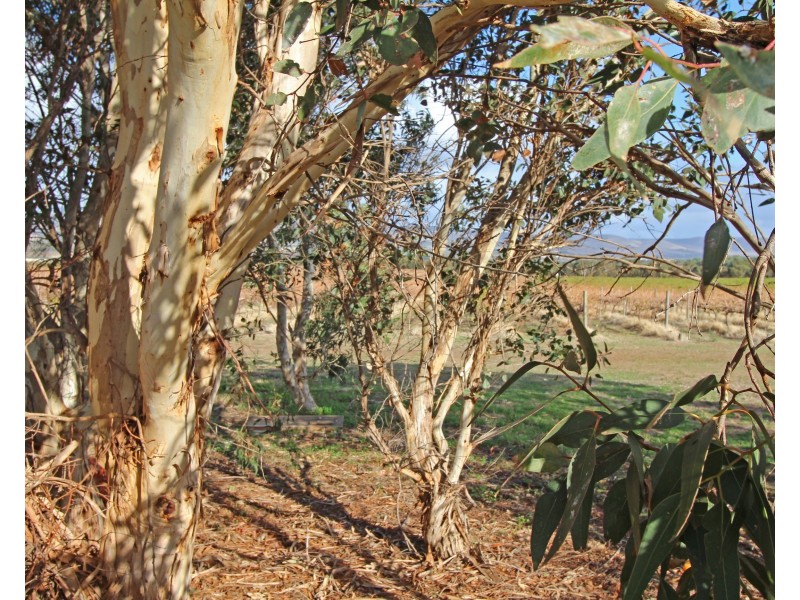 14  Moss Court, Aldinga Beach SA 5173