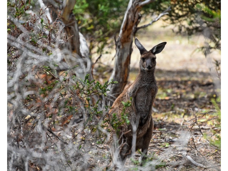 68 Dover Street, Aldinga Beach SA 5173