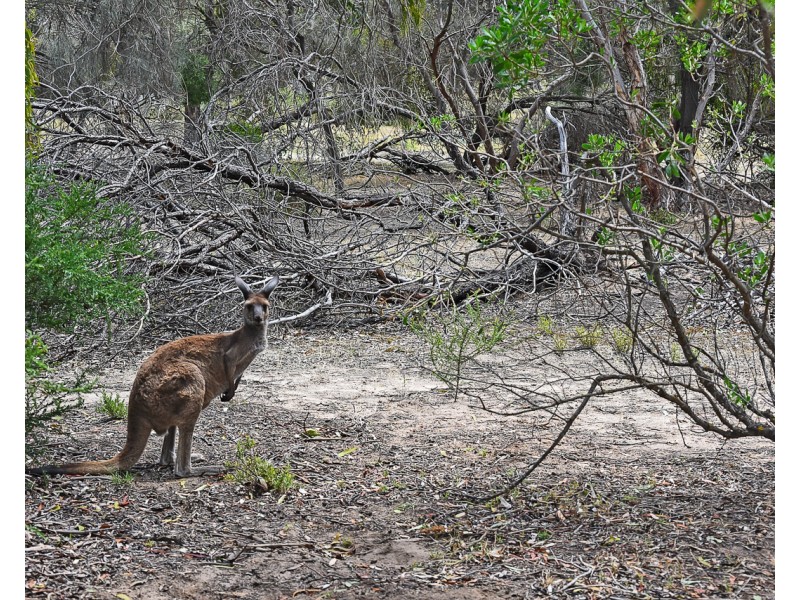 68 Dover Street, Aldinga Beach SA 5173