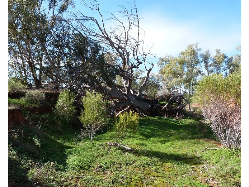 471 Flinders Ranges Way, Stirling North SA 5710