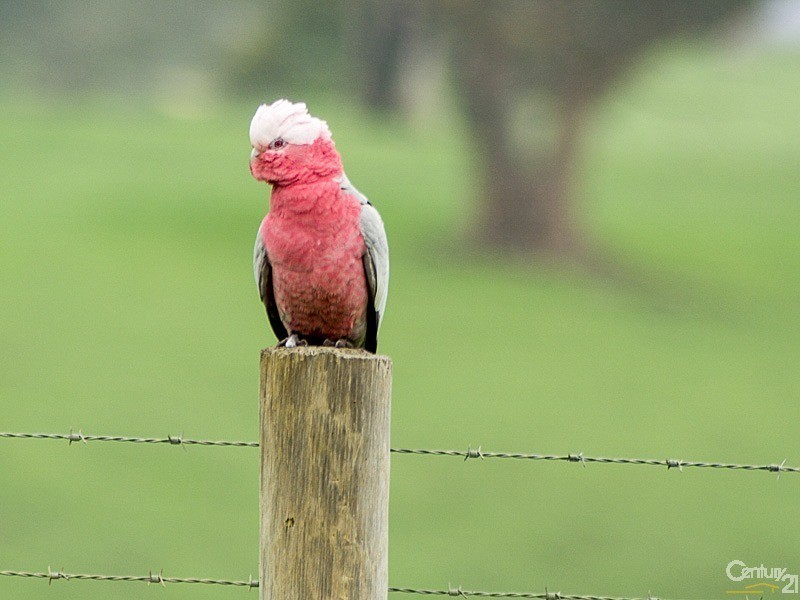Corner Razorback Road and Kingsway Road, Meadows SA 5201