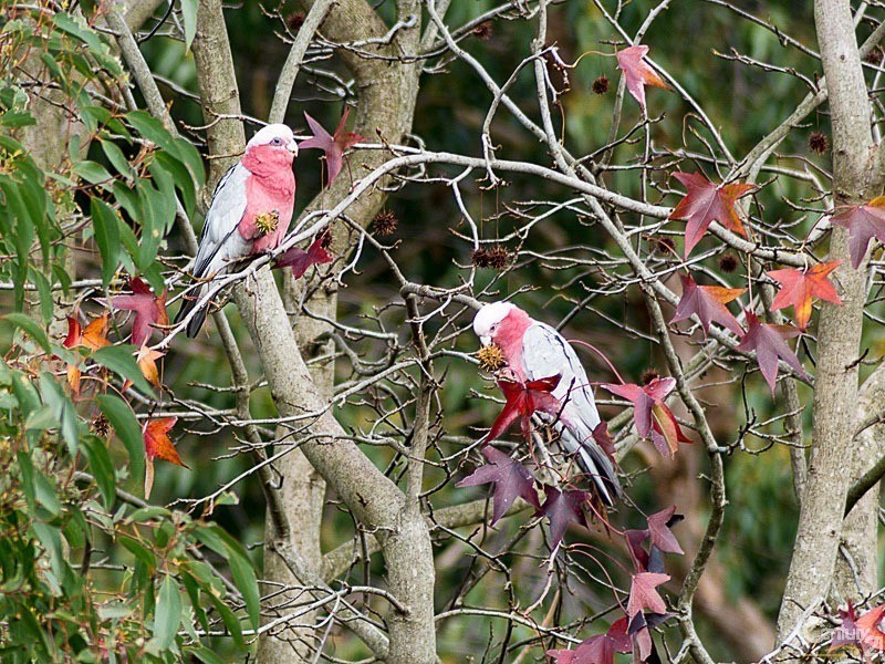 25 Hill View Road, Bridgewater SA 5155