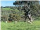 542 Springs Road, Mount Barker Springs SA 5251