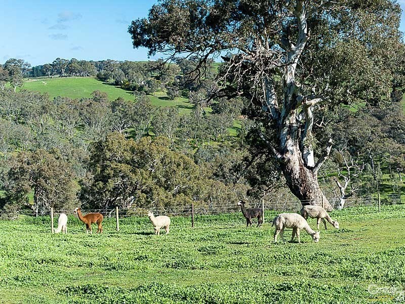 542 Springs Road, Mount Barker Springs SA 5251