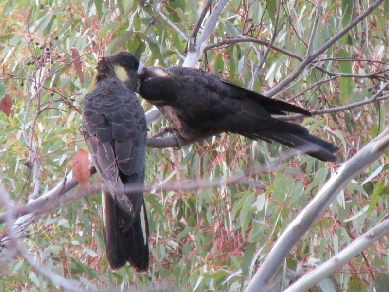 44 Vaucluse Drive, Happy Valley SA 5159