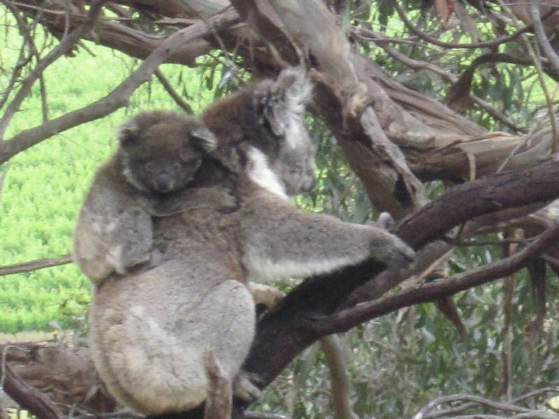 44 Vaucluse Drive, Happy Valley SA 5159