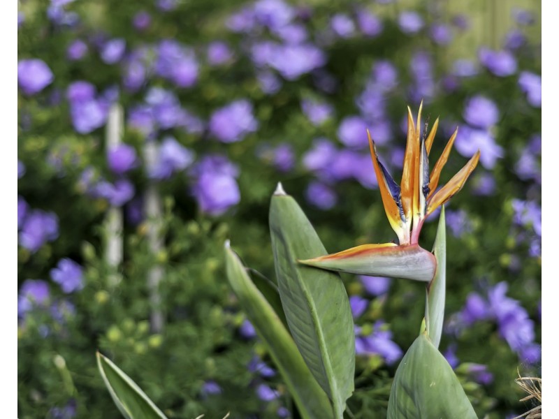 20 Kallamurra Street, Hallett Cove SA 5158