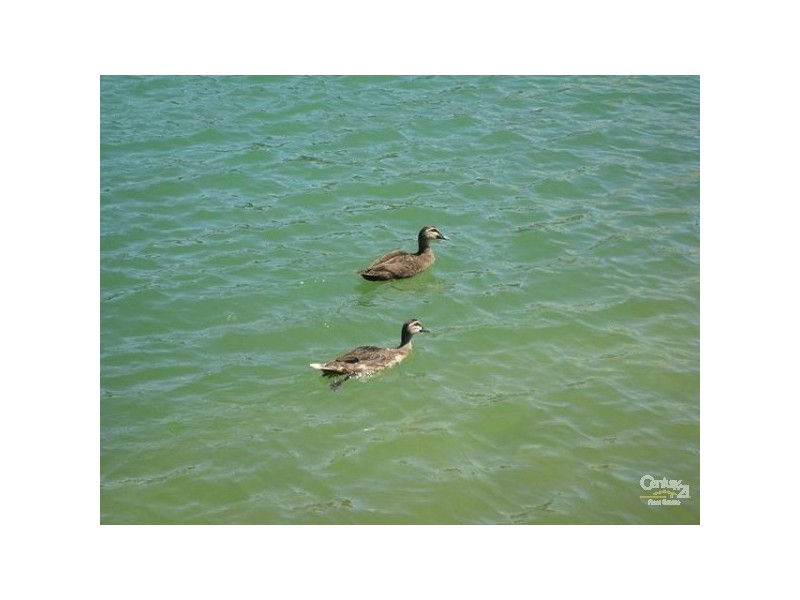 16 Shearwater Drive, Mawson Lakes SA 5095