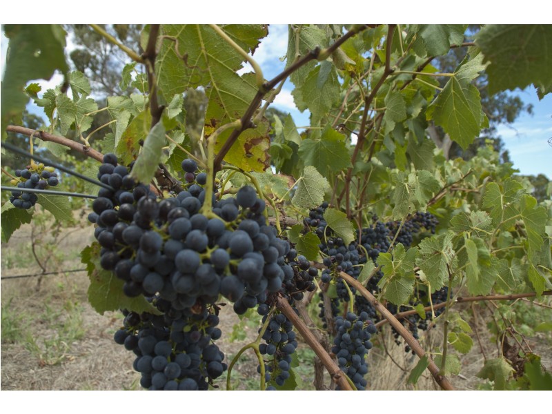 18 Fromm Square, Williamstown SA 5351