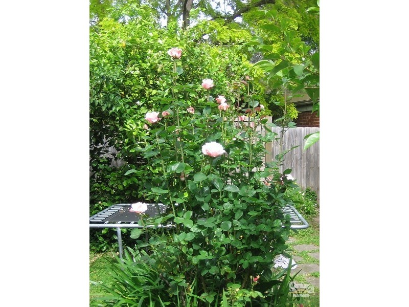 91 Tennyson Street, Elwood VIC 3184