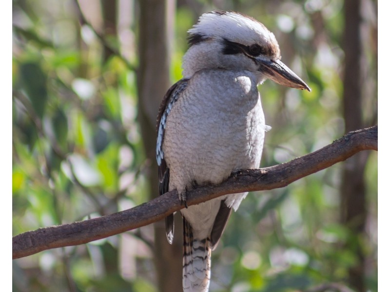 53  Lawson Avenue, Frankston South VIC 3199