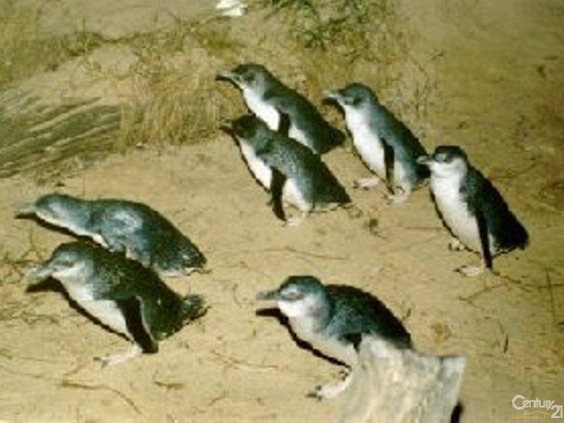 7 Lock Road, Rhyll VIC 3923