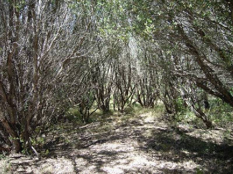 5 Forbes Street, Rye VIC 3941