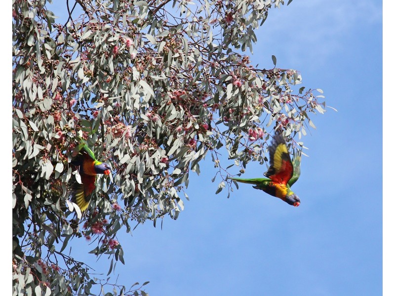 24 William Street, Moorabbin VIC 3189