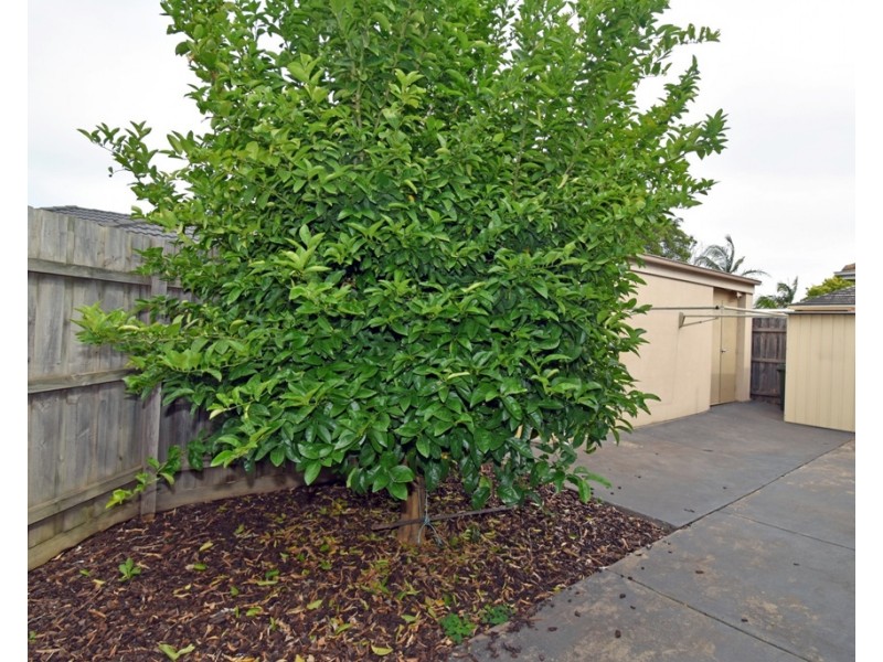 1/62  Blamey Street, Bentleigh East VIC 3165