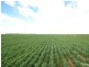 840 ‘Kendorwal’ RMB Tantonan Rd., Moama NSW 2731