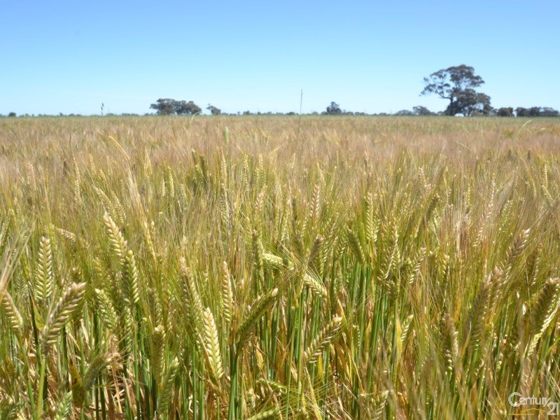 480 ‘Gardenvale’ RMB 480 Bunnaloo Via, Moama NSW 2731