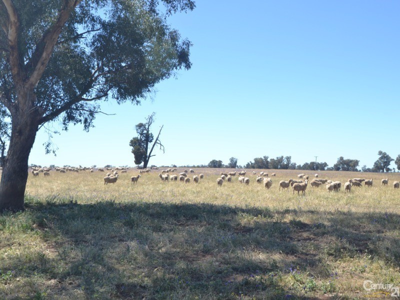 480 ‘Gardenvale’ RMB 480 Bunnaloo Via, Moama NSW 2731