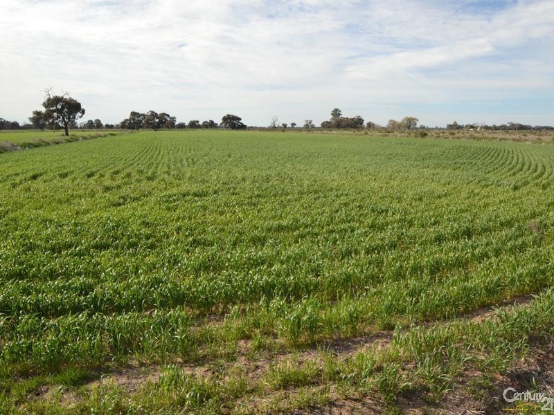 Wakool Road, Barham NSW 2732