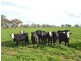 Thyra Road, Moama NSW 2731