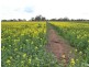 Thyra Road, Moama NSW 2731