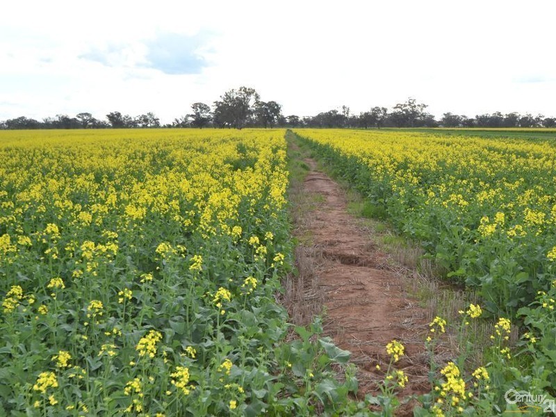 Thyra Road, Moama NSW 2731