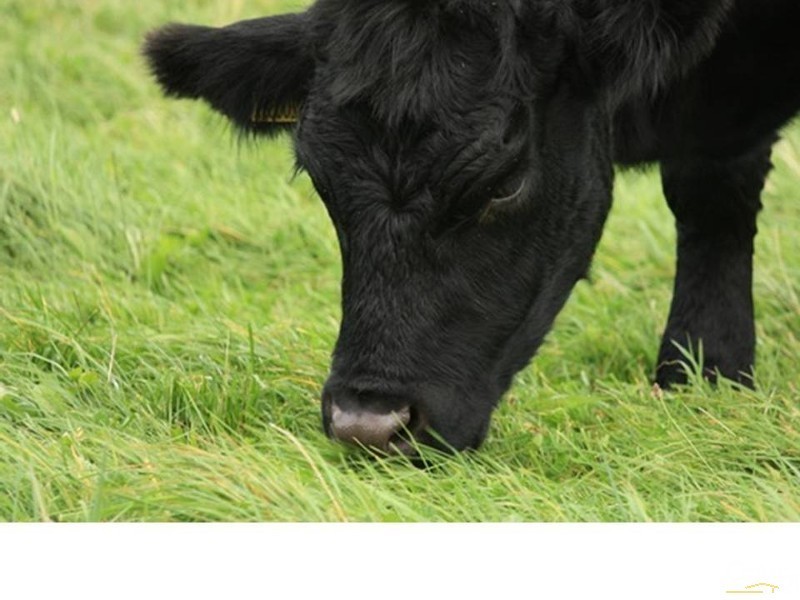 149 McLeod Road, French Island VIC 3921