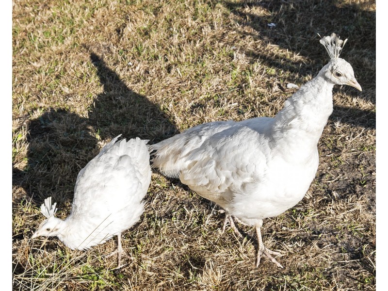 74 The Rest, French Island VIC 3921