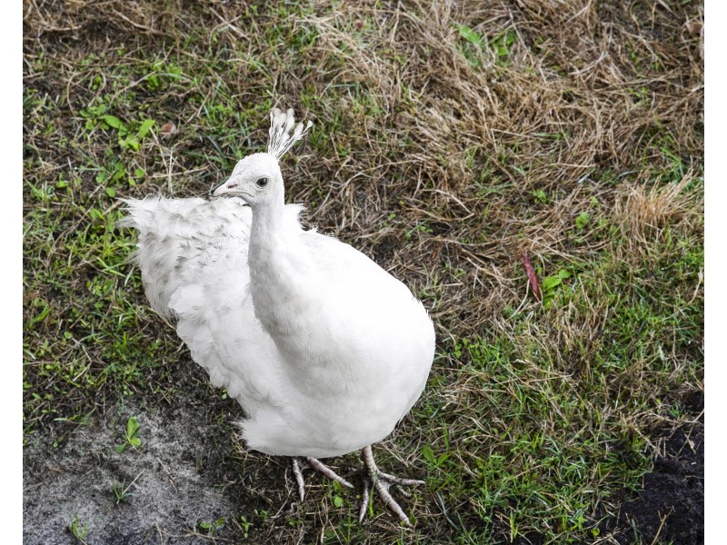 74 The Rest, French Island VIC 3921