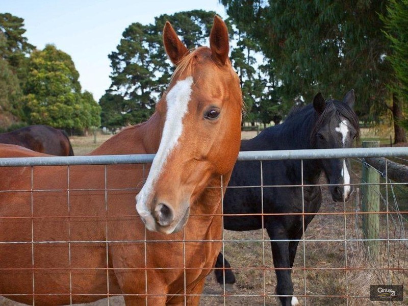 96 Denham Road, Tyabb VIC 3913